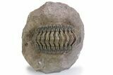 Detailed Crotalocephalina Trilobite - Atchana, Morocco #359589-2